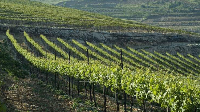 הכרמים במועצה שיוצרים היסטוריה | צילום: תיירות מטה יהודה