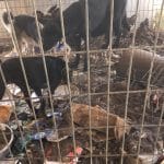 מפחיד: כלבים הוחזקו בתנאים קשים במושב בקוע