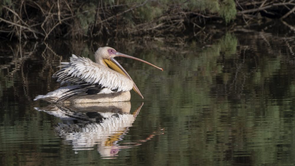 KKL2022-10-חורחה