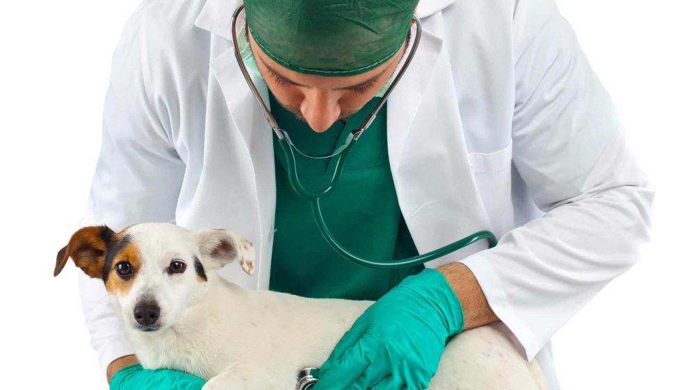 Veterinary esamica the dog's heart on white background