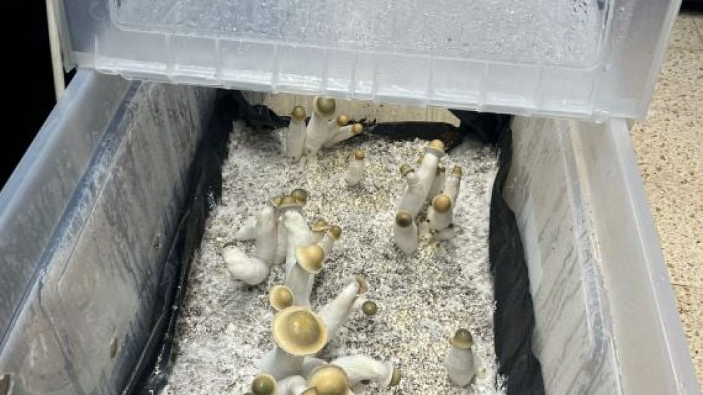 הברחת סמים 2