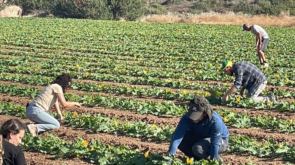 מסייעים לחלקאיים בדרום