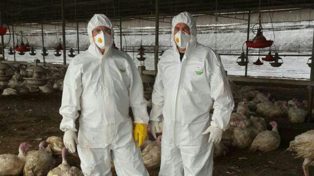 שפעת העופות