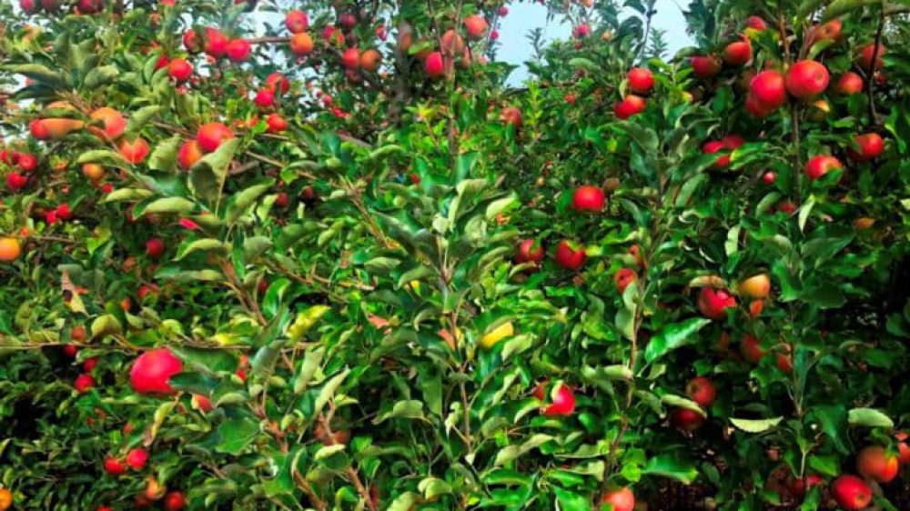 תפוח מנרה- צילום תקשורות